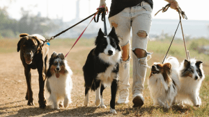 Ilang paalala sa pag-aalaga ng ating pets – Pinoy Weekly