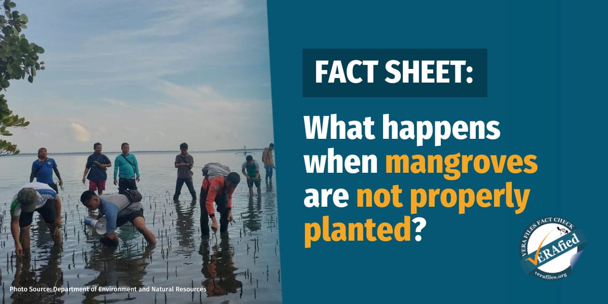 VERA FILES FACT SHEET: Ano ang mangyayari kapag ang mga bakawan ay hindi naitanim nang maayos?