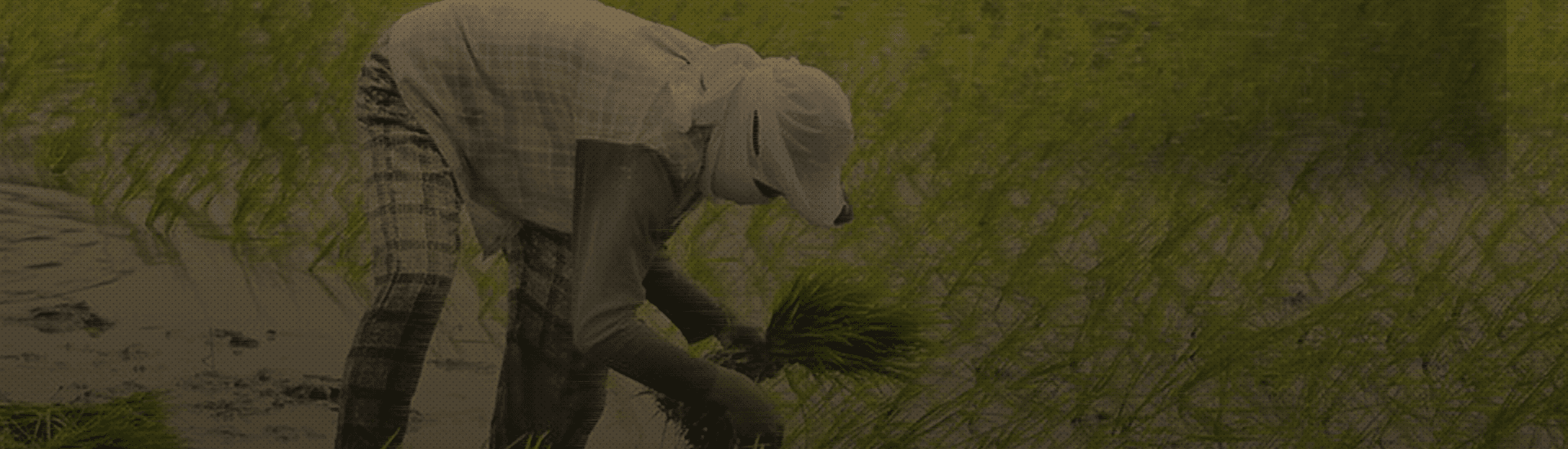 Peasant sector continues to bear the brunt of neoliberalism