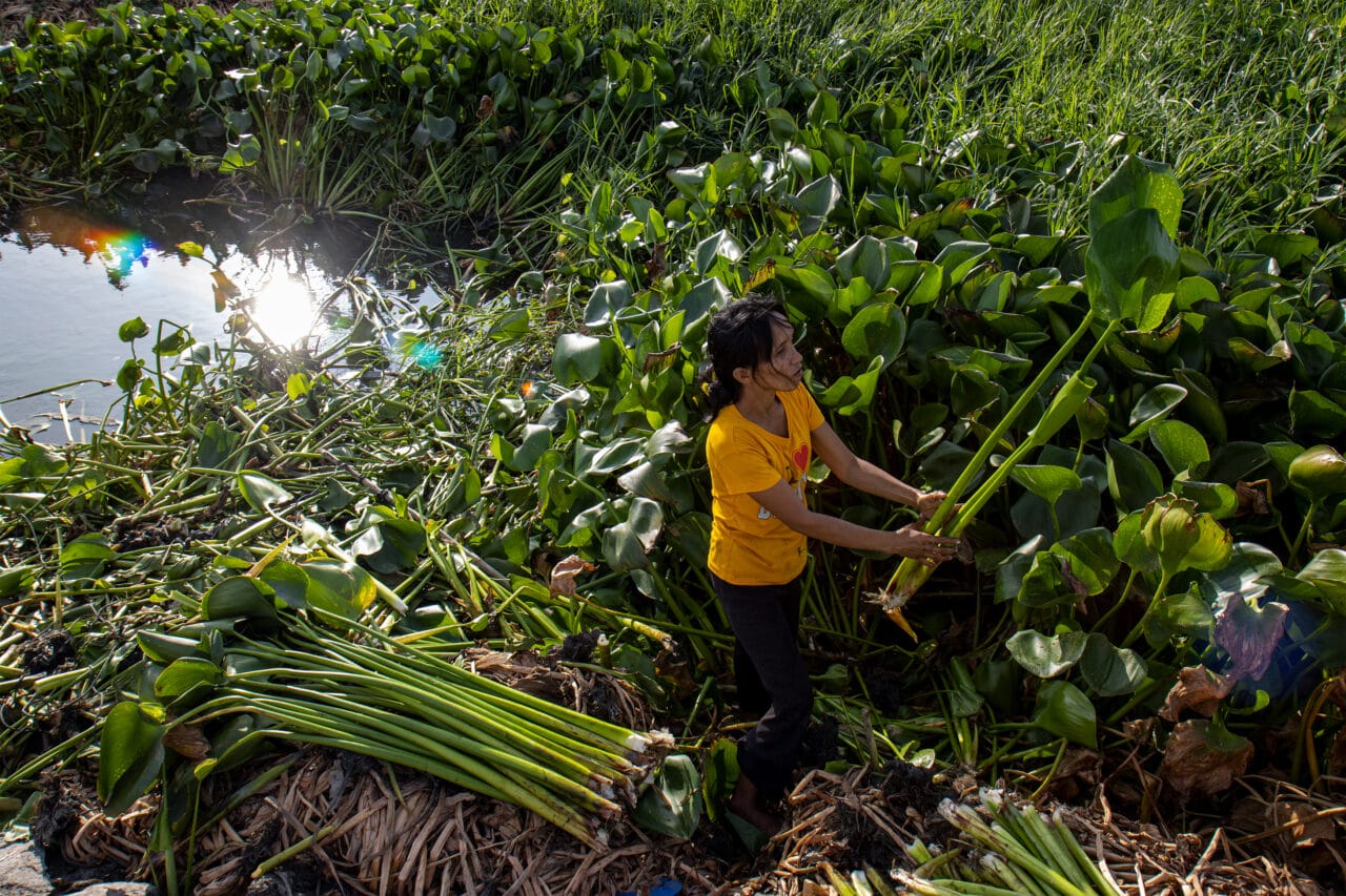 The hyacinth of Laguna de Bay –