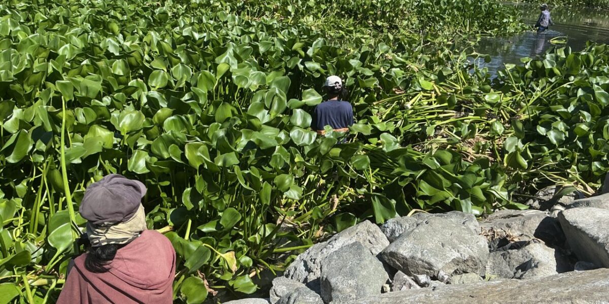 The paradox of survival: invasive species as fallback livelihood in Laguna Lake –