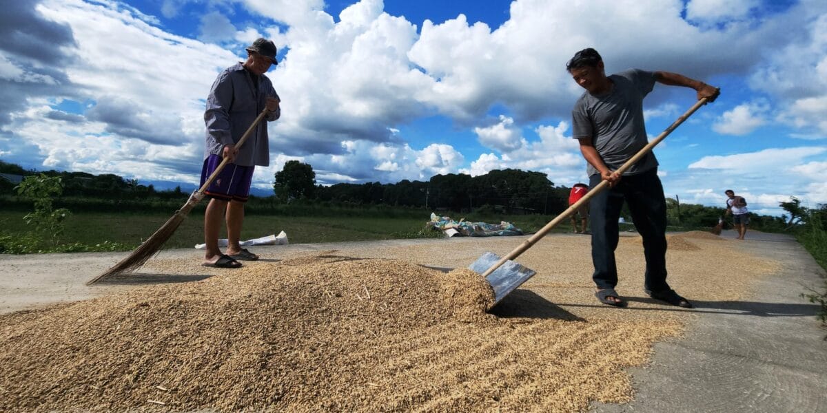 Rice farmers face ruin while Marcoses use their produce as token of governance